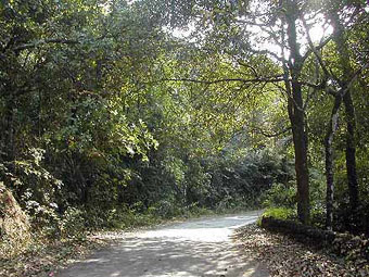 Riding Days & Jungle Nights